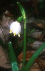 Leucojum vernum