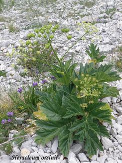 Heracleum orsinii  copia