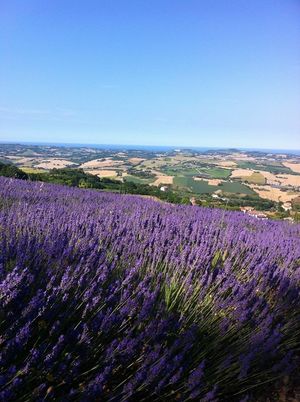 Lavanda in fiore a Mombaroccio