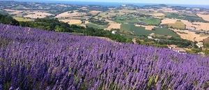 csm Lavanda in fiore a Mombaroccio