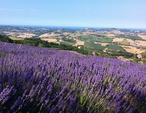 csm Lavanda in fiore a Mombaroccio