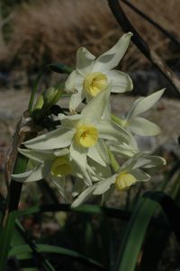 Narcissus tazetta isubsp. talicus 