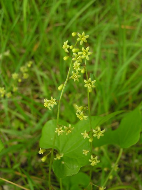 Tamus communis Pesaro fiore colt 020507 1