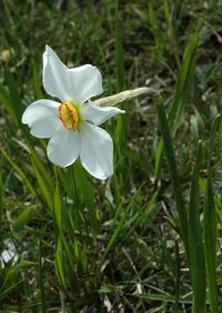 Narcissus poeticus