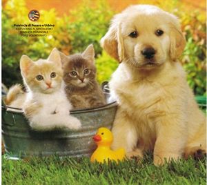 Campagna animali 2012 home