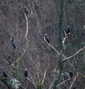 cormorani al Furlo
