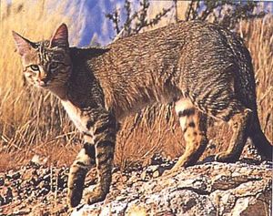 felis silvestris