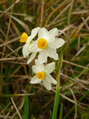 Narcissus tazetta subsp. tazetta  