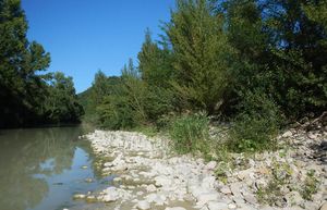 fiume foglia foto