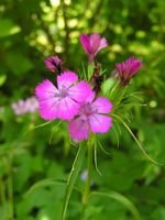 Dianthus barbatus copia