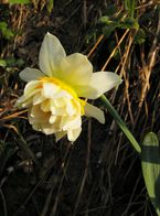 Narcissus pseudonarcissus fiori doppi