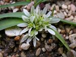Allium chamaemoly1