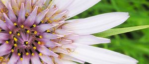 Banner 6 giugno 2025
