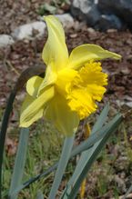 Narcissus pseudonarcissus 