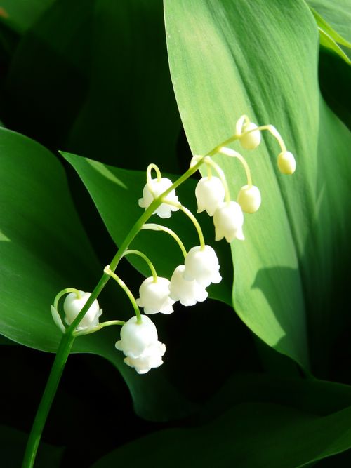 Convallaria majalis CRFM Pesaro colt. 300408 3