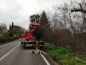 Vigili del fuoco rimozione pianta sulla provinciale  Fogliense