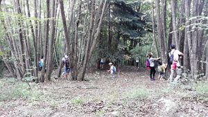 Alla scoperta degli alberi del Furlo