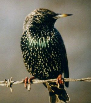 sturnus vulgaris