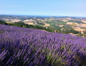 Lavanda in fiore a Mombaroccio