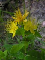 Hypericum hircinum Muraglia copia