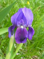 Iris marsica Sibillini Pizzo di Chioggia 030605