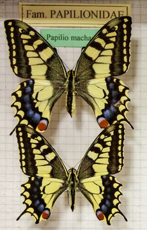 lepidotteri