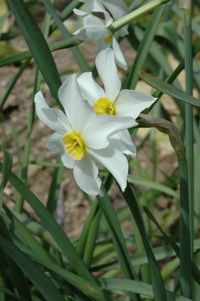 Narcissus medioluteus