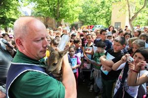 Capriolo salvato dal Centro recupero animali selvatici