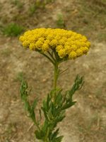 Achillea ageratum Pesaro colt 070705 2