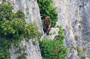 Aquila reale al Furlo