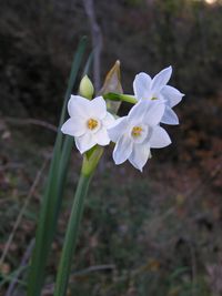 Narcissus papyraceus