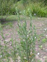 Artemisia caerulescens caerulescens Pesaro colt. 110705 1