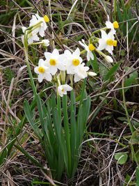Narcissus tazetta subsp. tazetta 