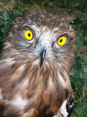 Rapace curato dal Cras