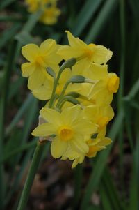 Narcissus tazetta susp. aureus
