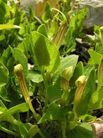 Aristolochia lutea Muraglia colt 140405 1