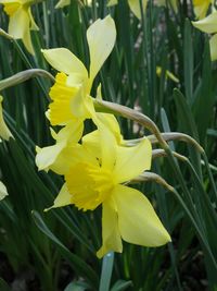 Narcissus incomparabilis