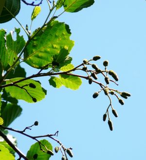 Infiorescenza di Alnus glutinosa