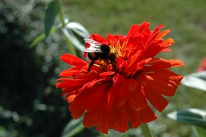 fiore con calabrone