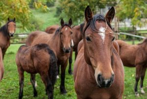 CAVALLO DEL CATRIA