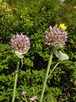 Allium commutatum Novilara colt. 140705 2