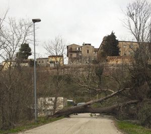 Albero caduto sulla strada provinciale Mombaroccese