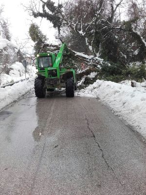 Rimozione piante sulla SP 49 loc San Liberio comune Colli al Metauro