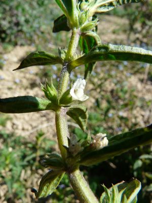 Stachis arvensis