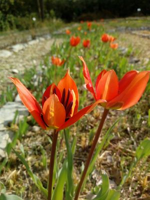 Tulipa raddii Reboul 2 