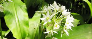 foto 4 Allium ursinum L. subsp. ursinum