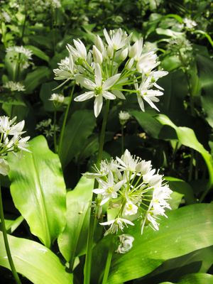 foto 4 Allium ursinum L. subsp. ursinum