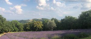 Campi di lavanda a Mombaroccio