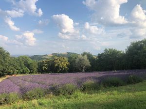 Campi di lavanda a Mombaroccio